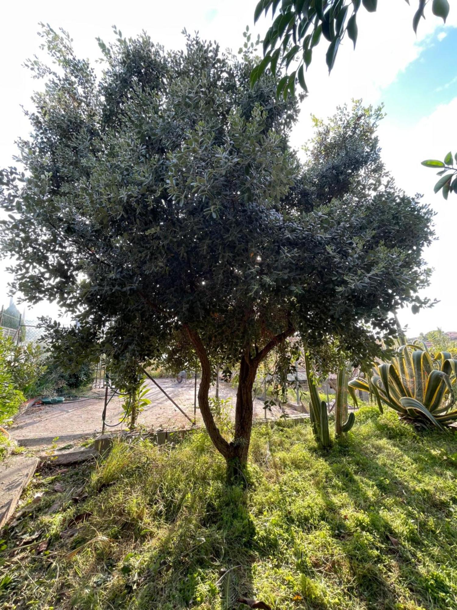 Villa Vittoria Trappeto (Sicily) Exterior foto